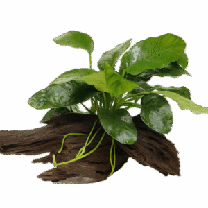 Anubias Barteri Plant on Driftwood 10cm