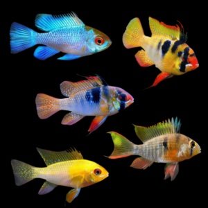 Papiliochromis Ramirezi Original - Assorted Ram Dwarf Cichlid (3 - 3.5cm)