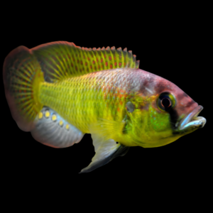 Burton`S Nigerian Mouthbreeder Astatotilapia Burtoni (4 - 5cm)