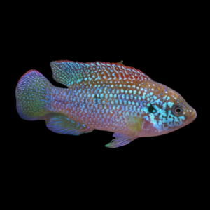 Blue Jewel Cichlid Blue Hemichromis Liffalili (4 - 5cm)