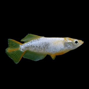 Oryzias Latipes Tomoki 2 - 2.5cm