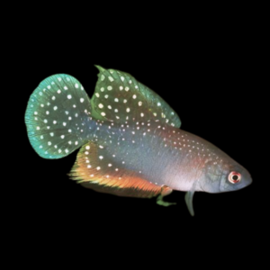 Tanganyika Killifish (3.5 - 4cm)