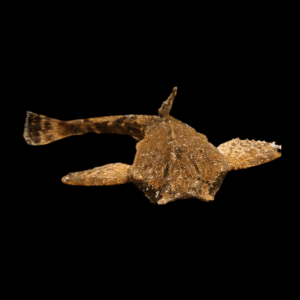 Banjo Catfish Bunocephalus Coracoideus Guitarrita 5 - 7cm