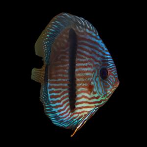 Blue Heckel Wild Discus Symphysodon Sp (10cm (12.5cm)