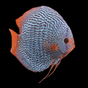 Snakeskin Discus Symphysodon Sp (10cm (12.5cm)