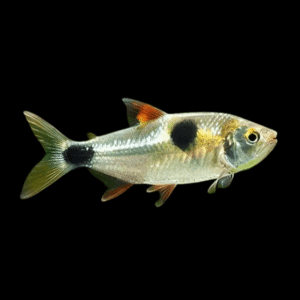 Exodon Paradoxus Bucktooth Tetra 3 - 4cm