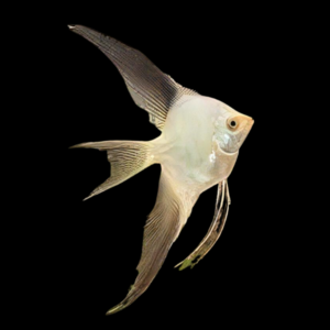 Bulgarian Seal Point Angelfish Pterophyllum Scalare (3 - 3.5cm)