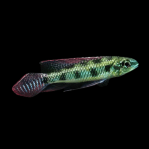 Checkerboard Cichlid Dicrossus Maculatus (4 - 6cm)