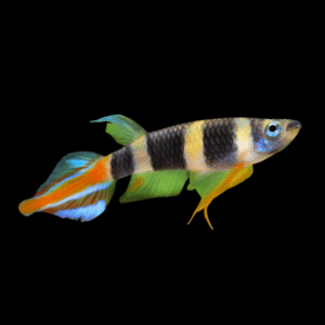 Clown Killfish (1.0 - 1.5cm)