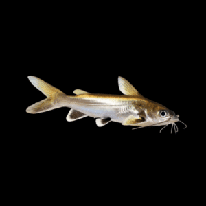 Arius Jordani Shark Catfish, Tete Sea Catfish 5 - 8cm