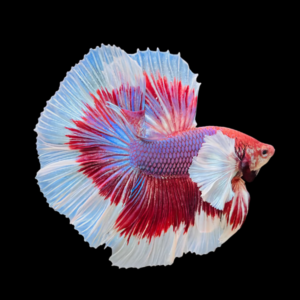 Dumbo Male Betta Xl
