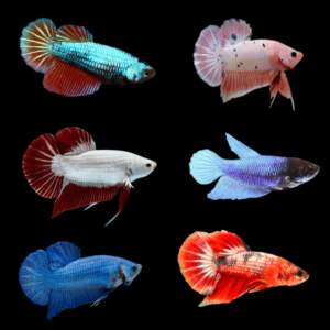 Assorted Plakat Female Fighting Fish (L)