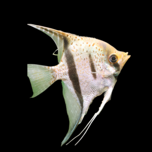 Essequibo Red Spotted Guyana Pterophyllum Sp. (3 - 3.5cm)