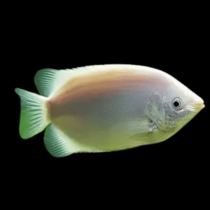 Helostoma Temmincki Pink Kissing Gourami 5 - 6cm