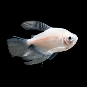 Albino Black Widow Tetra Long Fin (> 3cm)