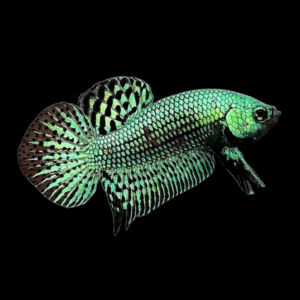Premium Betta Male Alien Green (L)