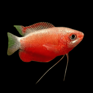 Orange Thicklip Gourami (3 - 4cm)