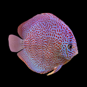Leopard Spotted Discus Symphysodon Sp (10cm (12.5cm)