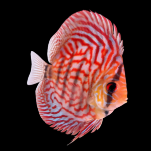 Red Turquoise High Body Discus Symphysodon Sp (10cm (12.5cm)