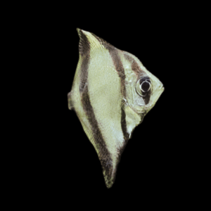 Monodactylus Sebae (No Need of Brackish Water) (4 - 5cm)