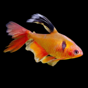Tetra Serpae Long Fin (2 - 2.5cm)