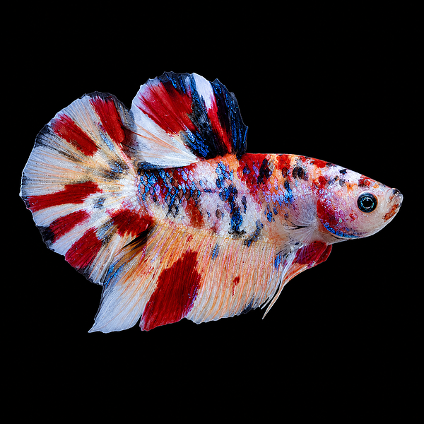 Betta Spl. Female Halfmoon Koi (XL) Koi Half Moon Fighting Fish Female Betta Mix (XL)