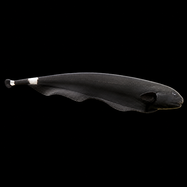 Black Ghost Knife Black Ghost Eel Apteronotus Albifrons (10cm)