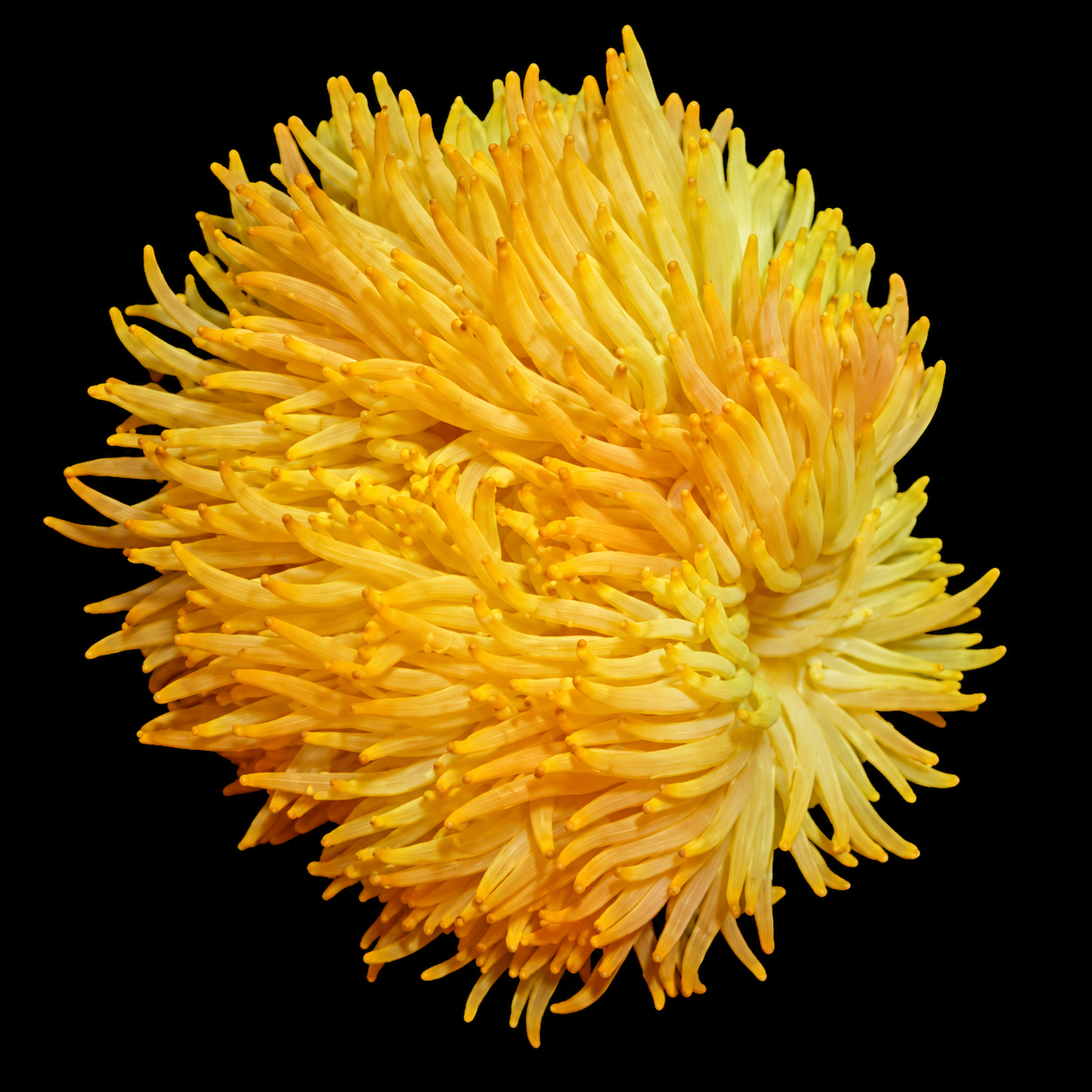 Heteractis malu yellow Malu Yellow Anenome Heteractis malu yellow (M)